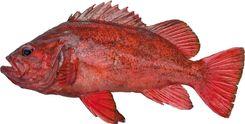 Vermilion Rockfish